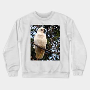 Little Corella Crewneck Sweatshirt